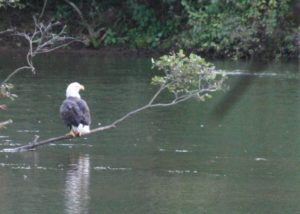 Bald eagle perched on branch overhanging Youghiogheny River