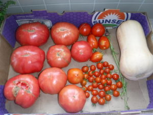 tomatoes, from fraction of an ounce to more than a pound