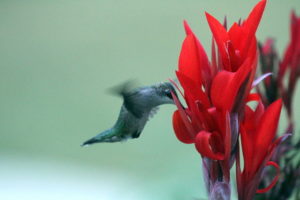 Ruby-throated hummingbirds average around 53 beats per second.