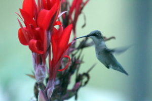 The hummingbird angles for one of the remaining canna lily flowers she thinks has nectar