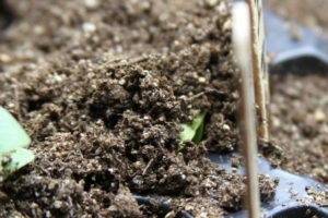 zucchini sprouting