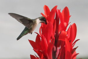 The hummingbird dips into the trumpet-shaped canna lily flowers, drinking the nectar.