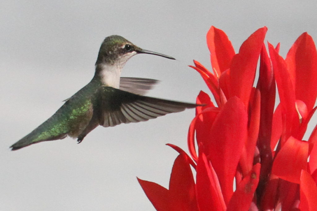 The hummingbird's tongue is just barely visible as she approaches the flower