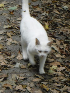 white cat trots towards Shari