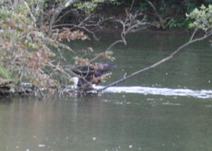 Bald eagle swims with something for dinner, back to the island