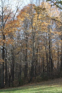 tall yellow trees form forest border