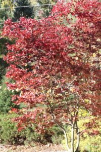 a tree with burgundy leaves