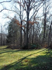 A tiny slice of forest, trees bare of leaves.